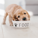 Yappy hour alkaa nyt – näin teet koirallesi Pawgaritan tai Barkaritan