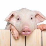 Skeittaava sika rikkoi Guinnessin ennätyksen