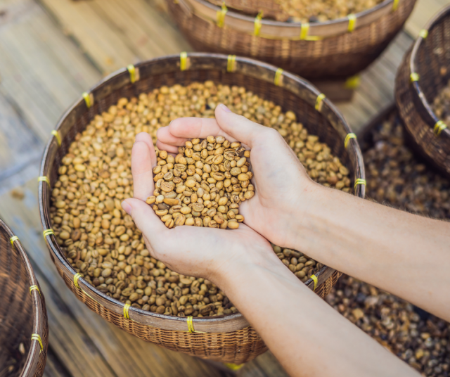 Sivetin kakkaamia kahvipapuja.