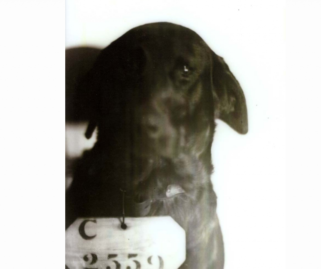 Karvaisen vangin pidätyskuva.