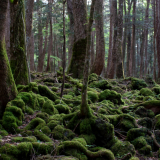 Aokigahara: kauneuden ja kuoleman metsä Japanissa