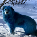 Tšernobylin sinisten koirien mysteeri on ehkä ratkennut