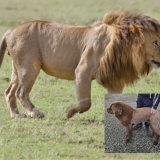 Irlannissa vapaana kirmaillut leijona paljastui – ei ollutkaan kissaeläin