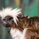 Vauvauutisia maailmalta: äärimmäisen uhanalainen puuvillapäätamariini syntyi Minnesotan eläintarhassa