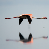 Brittiläisestä eläinpuistosta karannut tuhmeliini-flamingo bongattiin – nyt se chillailee Euroopassa