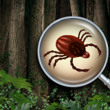 Punkin aiheuttama liha-allergia saattoi vaatia ensimmäisen kuolonuhrin