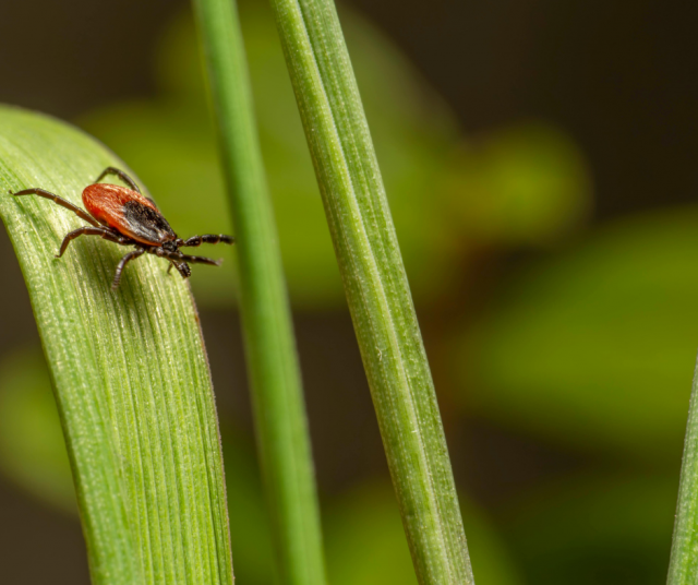 Punkeilta kannattaa suojautua hyvin meillä Suomessakin.