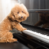 Tällainen musiikki rauhoittaa koiria tutkitusti