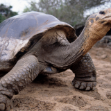 140-vuotias kilpikonna menehtyi eläintarhassa