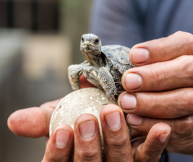 Kuvassa galápagossaarten vauvakilpikonna.