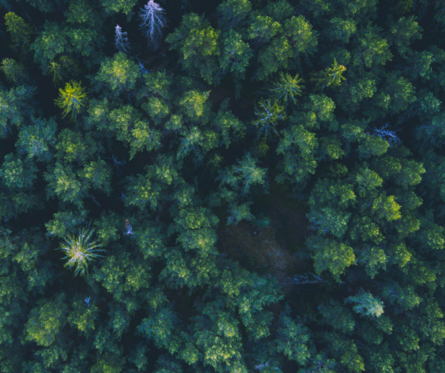 Siellä jossain samoaa metsien todellinen kuningas, Isojalka.