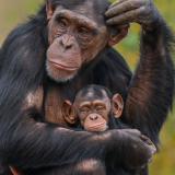 Kun ruoka ei riittänyt: järisyttävä apinakoe, joka muutti käsityksemme kiintymyksestä