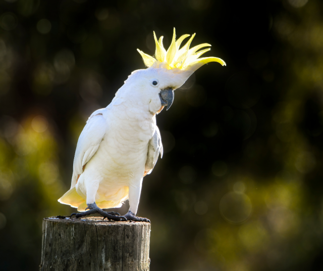 Kuvan linnun tanssitaidoista ei tiedetä paljoakaan. Kuvituskuva.