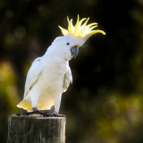 Papukaijan yöllinen tanssishow herätti omistajan – ”Toivottavasti tämä ei ole tekoälyllä väännetty juttu”