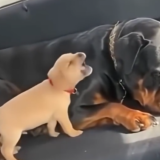 ”Anna hänen nukkua!” – koiranpentu räksytti takapenkillä, kunnes isompi koira puuttui tilanteeseen