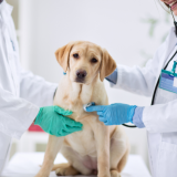 Muistatko miljonäärin, joka etsi vaimoa erikoisilla kriteereillä - hän etsi taannoin myös jotakin vielä oudompaa