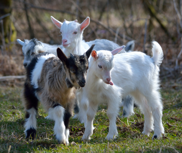 Kuvan eläintaaperot eivät liity juttuun.