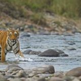 10 Best Wildlife Safaris in India Every Nature Lover Must Experience