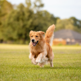Tutkimus paljastaa: koirilla ja ihmisillä on yhteisiä geenejä