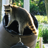Pesukarhun Black Friday: murtautui viinakauppaan ja löytyi sammuneena rikospaikalta