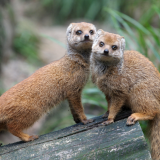 Ihmiset ovat yhtä yksiavioisia kuin mangustit – tiede vahvisti sen, mitä ei nykypäivänä ehkä uskoisi