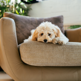 Tutkimus paljastaa oudon totuuden: koirasi ilme kertoo enemmän sinusta kuin siitä