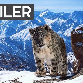 Planet Earth II -traileri saa aikaan kylmiä väreitä