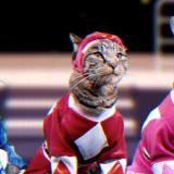 Power Rangers sai oman kissaversion: täältä tulee Meower Rangers