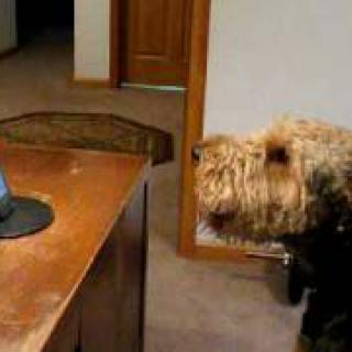 Omistaja soittaa koiralleen - suloinen keskustelu tallentui videolle
