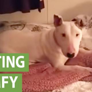 Vankina pidetty koira pääsee ensimmäisen kerran oikeaan sänkyyn — katso liikuttava hetki